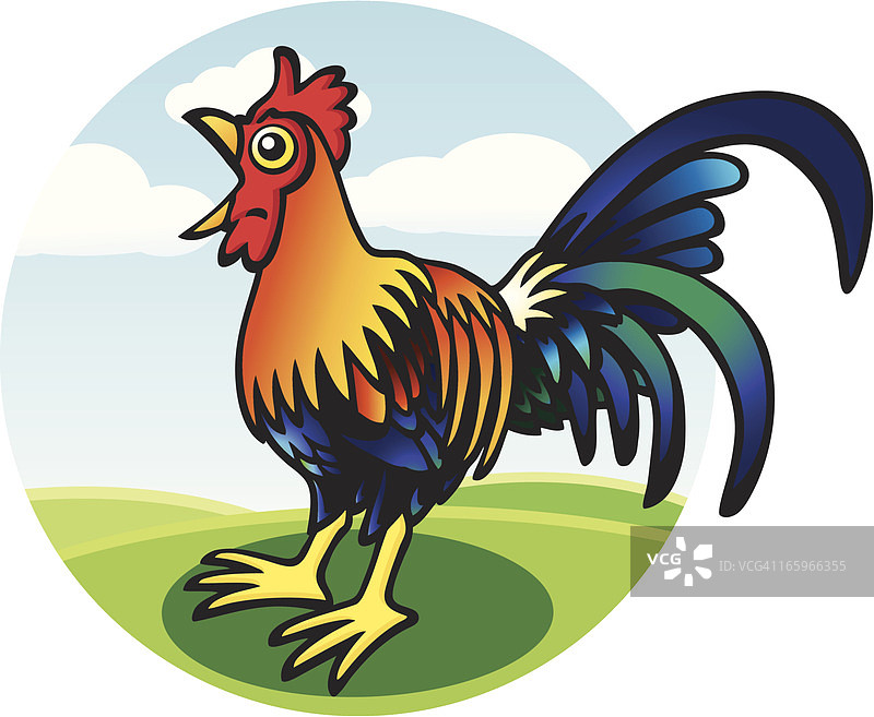 公鸡图片素材