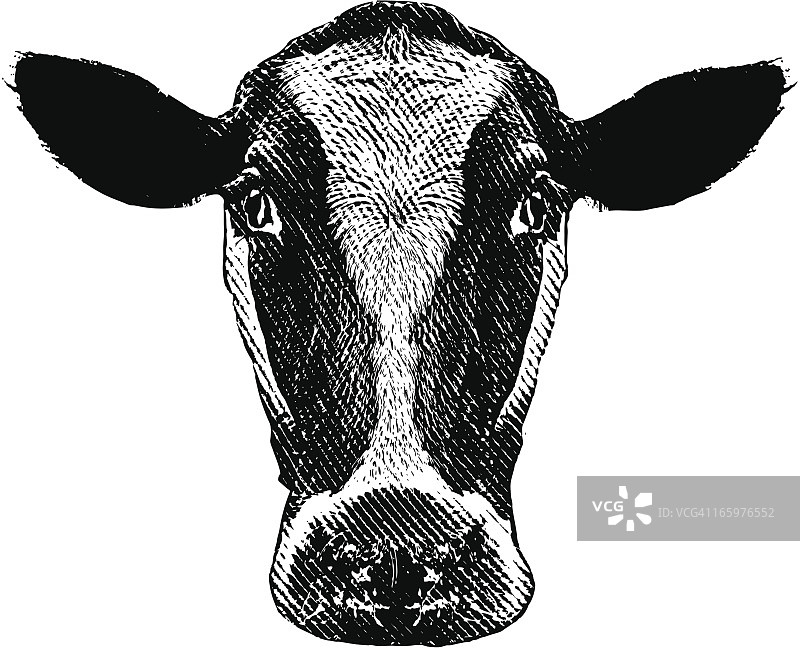 奶牛头部图片素材