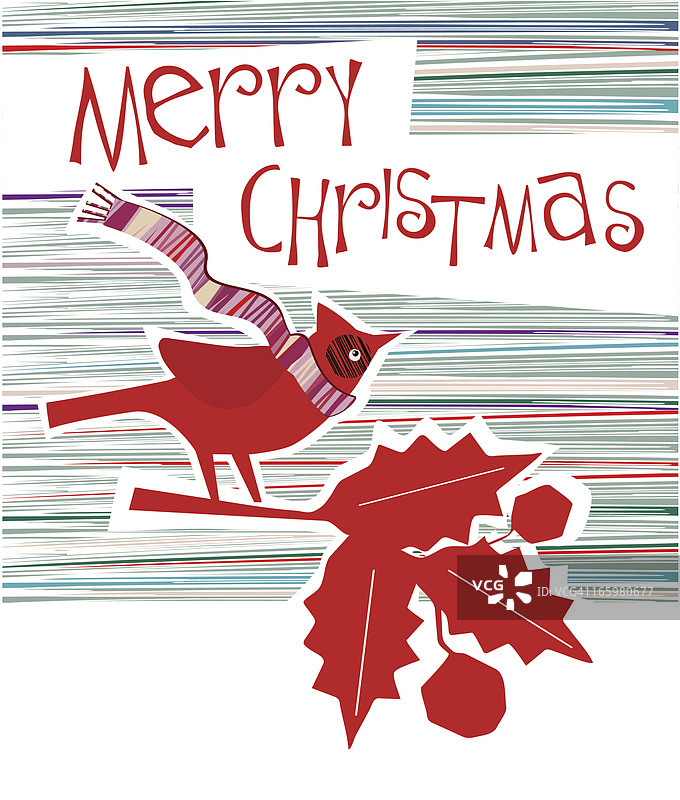 北美红雀与冬青树，圣诞节文本图片素材