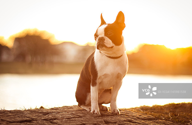 日落时分的可爱波士顿梗犬图片素材