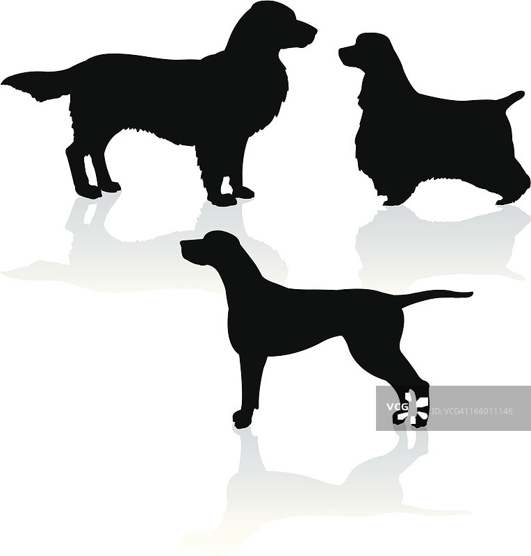 运动犬类：指示犬、金毛寻回犬、可卡犬图片素材