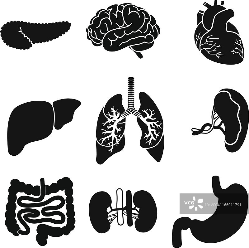 人体器官图片素材