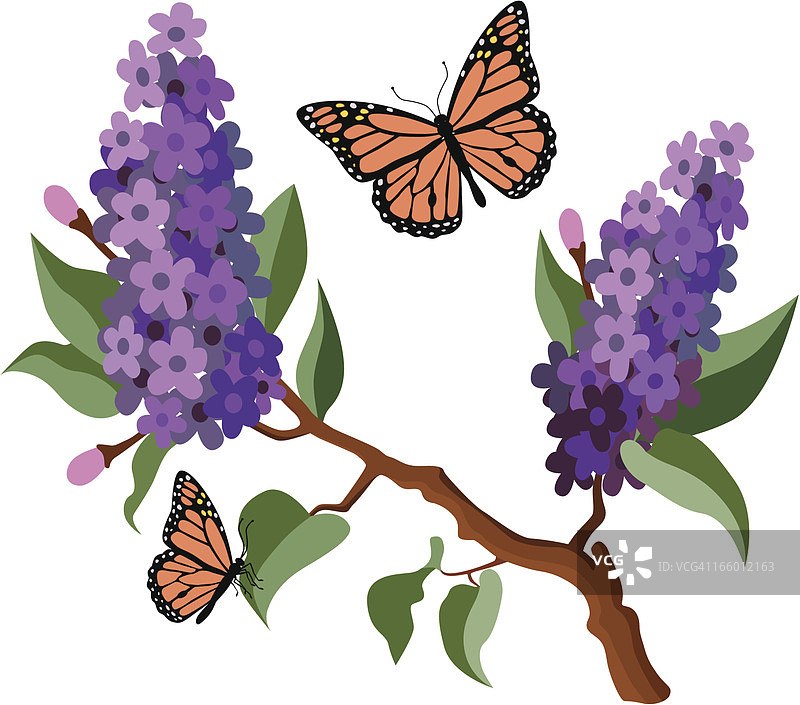 丁香花和帝王蝶图片素材