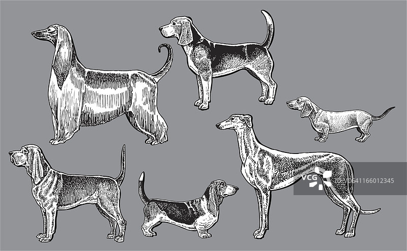 猎犬：腊肠犬、寻血猎犬、灰狗、巴吉度犬、阿富汗猎犬、比格犬图片素材