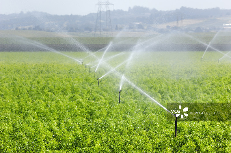 沿海农场浇水的茴香图片素材