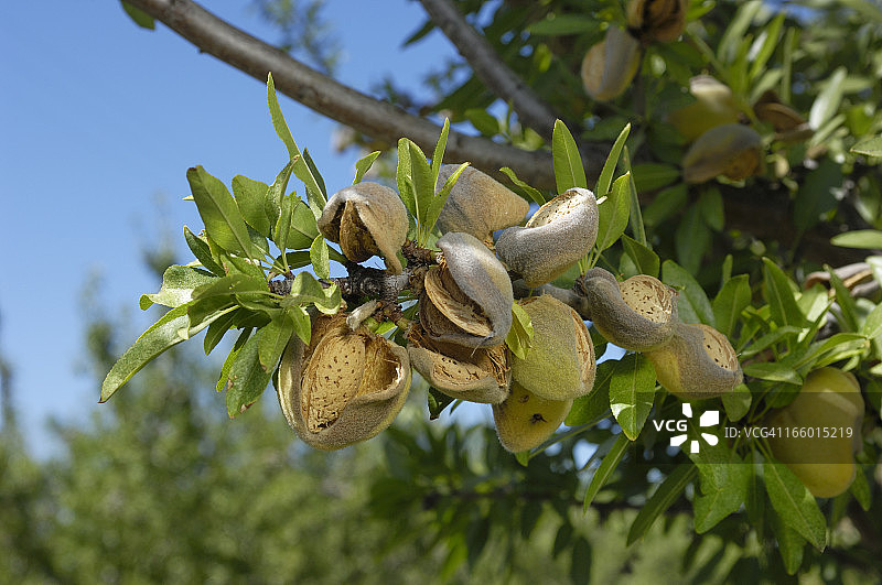 树上成熟的有机杏仁特写图片素材