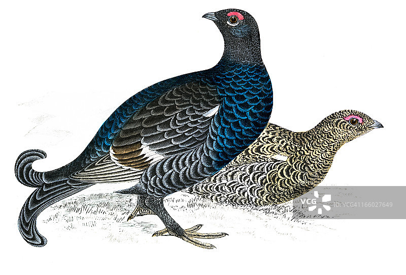 黑松鸡 - 手绘彩色雕刻图片素材