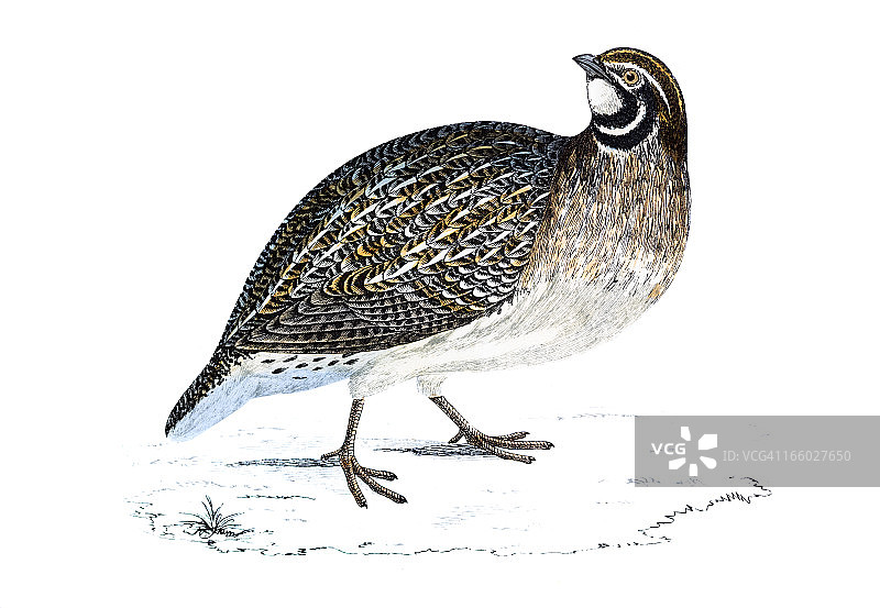 手绘鹌鹑雕刻图片素材