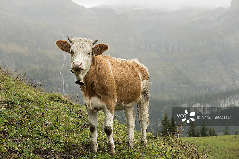瑞士伯尔尼高地阿尔卑斯山的西门塔尔母牛图片素材