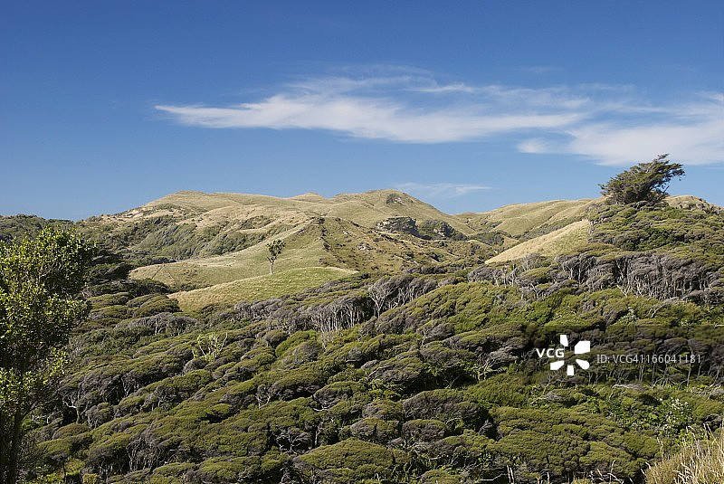 风吹卡努卡灌木与绿色丘陵图片素材