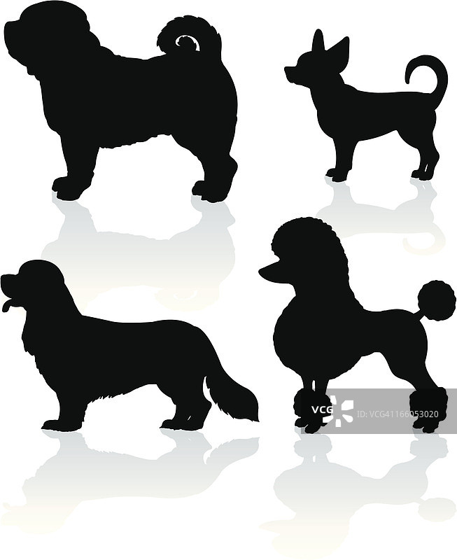 贵宾犬、巴哥犬、吉娃娃、查理士王小猎犬图片素材