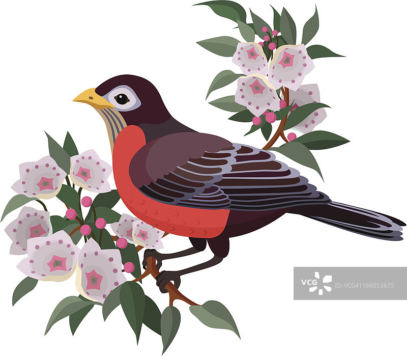 知更鸟与山月桂图片素材