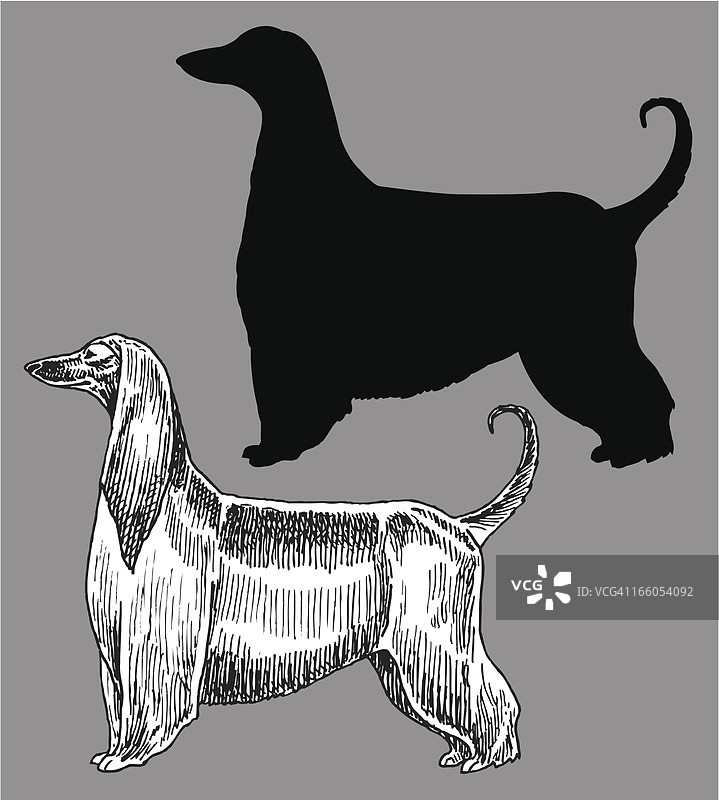 阿富汗猎犬 - 狗，家养宠物图片素材