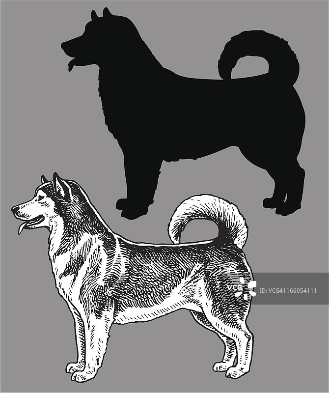 阿拉斯加雪橇犬 - 家养宠物狗图片素材