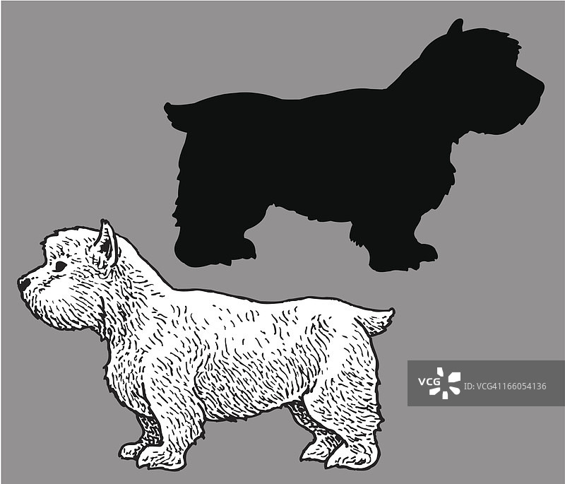 西高地白梗犬 - 家养宠物图片素材