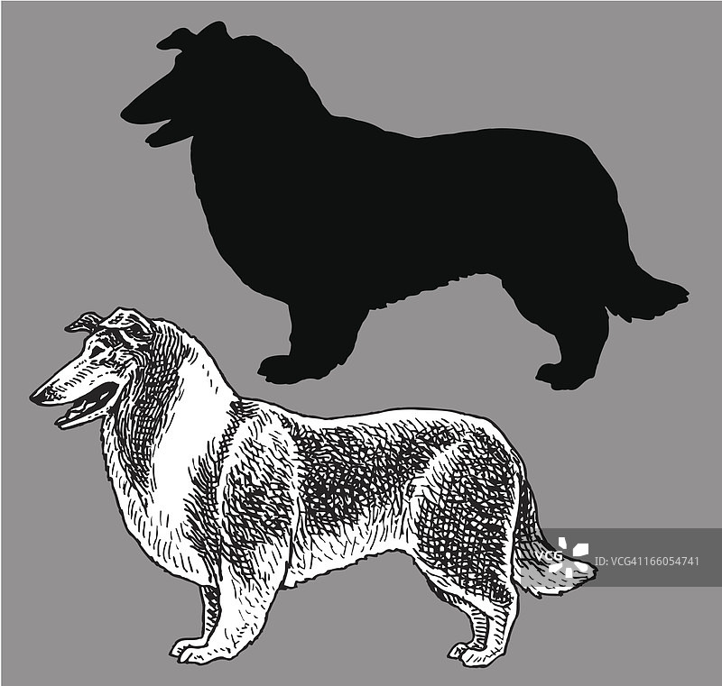柯利犬或喜乐蒂犬 - 家养宠物图片素材