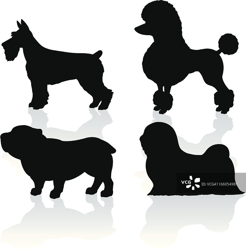 宠物狗：雪纳瑞、贵宾犬、斗牛犬、拉萨犬图片素材