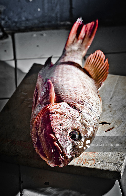 红鲷鱼图片素材