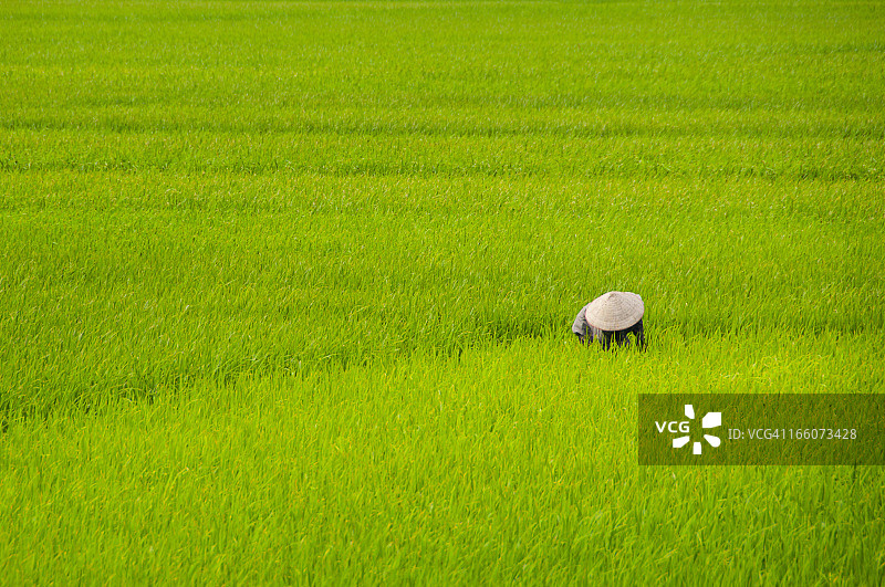 稻田里的越南农民图片素材