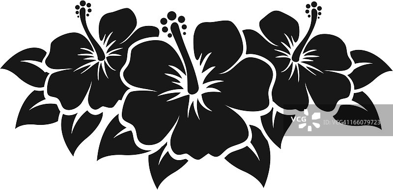 芙蓉花图片素材