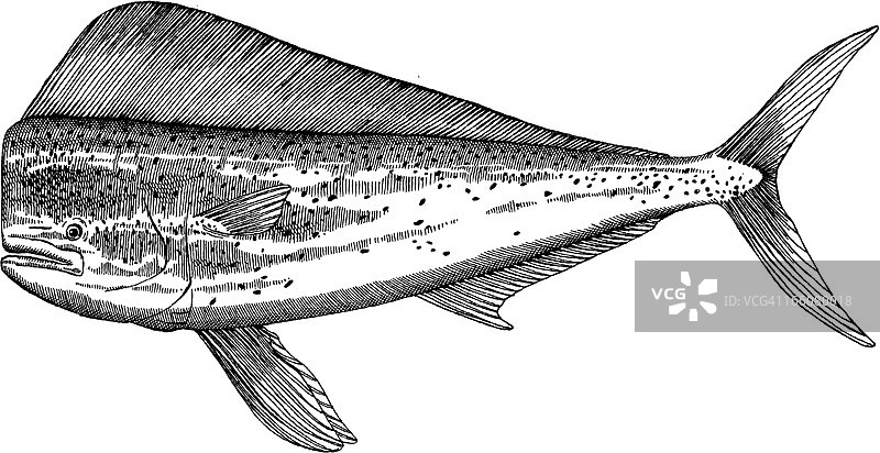 鲯鳅鱼绘画图片素材
