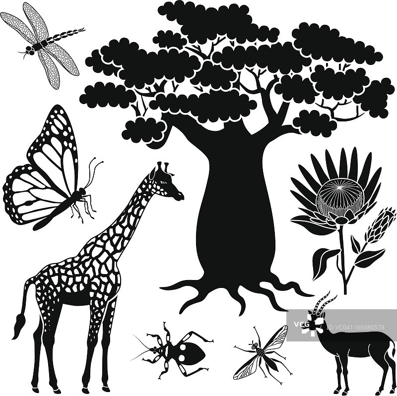 猴面包树、长颈鹿、瞪羚和昆虫图片素材