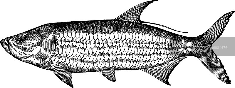 海鲢鱼绘画图片素材