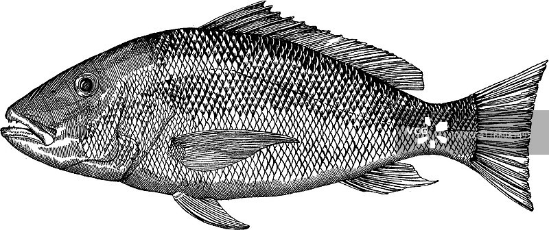 鲷鱼绘画图片素材