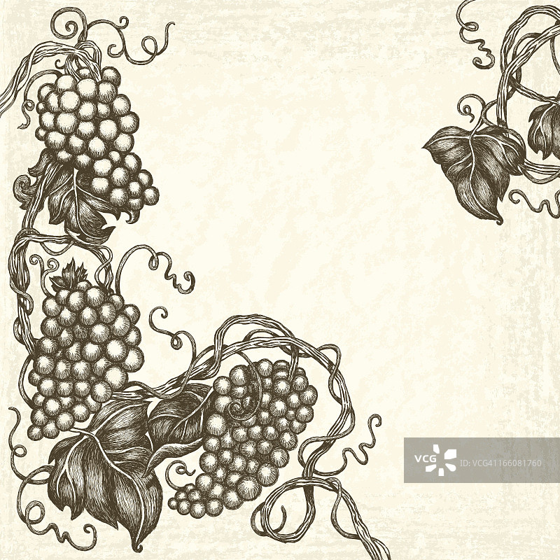旧画线纸背景上的葡萄藤速写矢量图边框图片素材