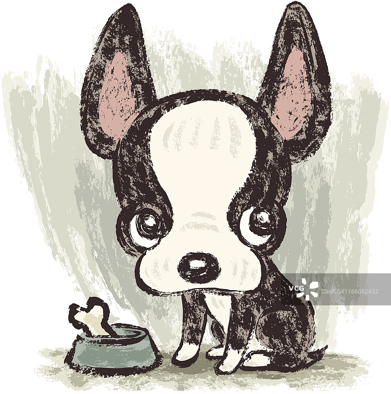 波士顿梗犬图片素材