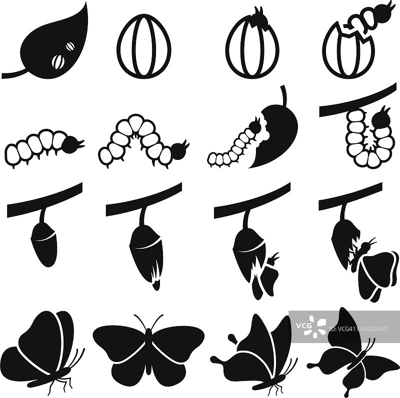 蚕茧到蝴蝶生命蜕变过程矢量图标集图片素材