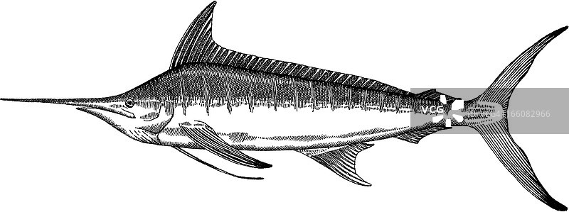 鱼类绘画作品图片素材