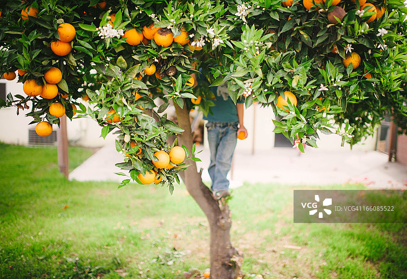 男孩和树图片素材
