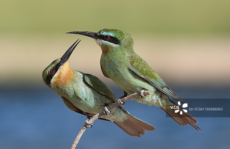 蓝喉蜂虎图片素材