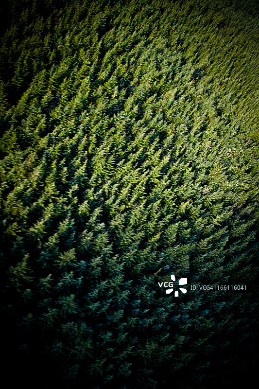 常绿森林图片素材