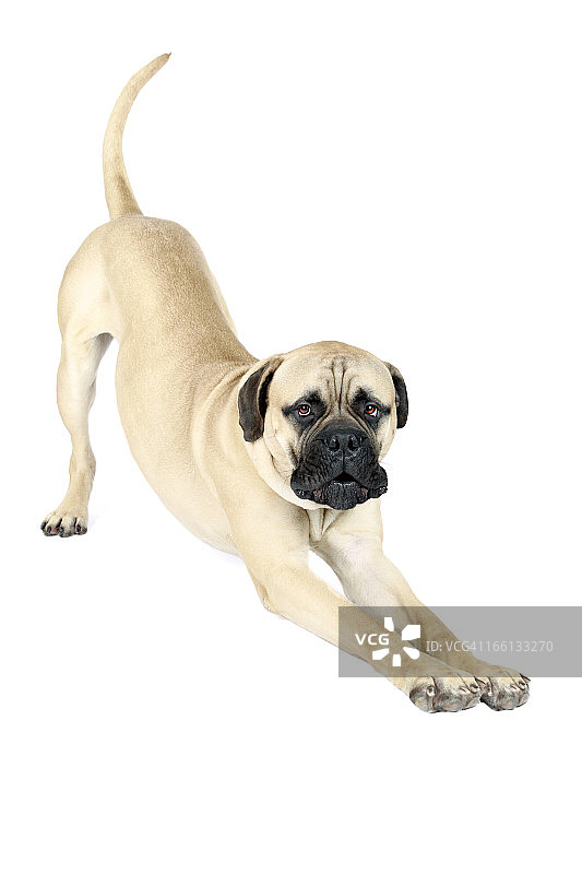 狗狗瑜伽图片素材