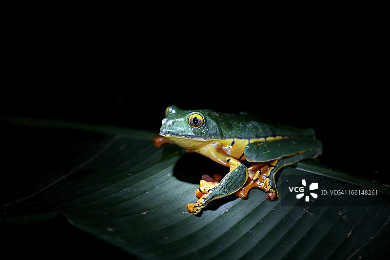 夜行动物图片素材