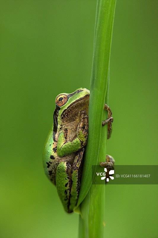 太平洋树蛙图片素材
