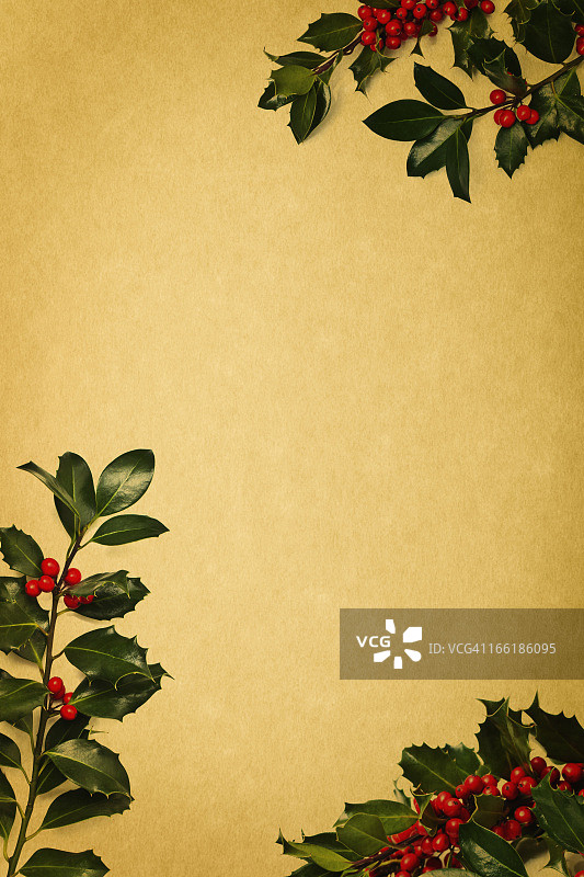 圣诞冬青背景图片素材