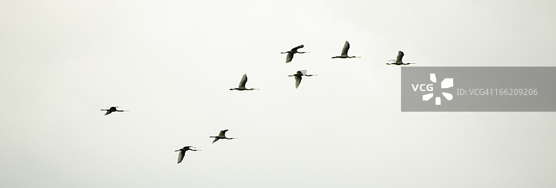 在无色天空下飞舞的鸟群图片素材