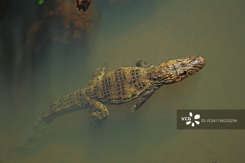 阿根廷伊瓜苏国家公园的野生鳄鱼图片素材