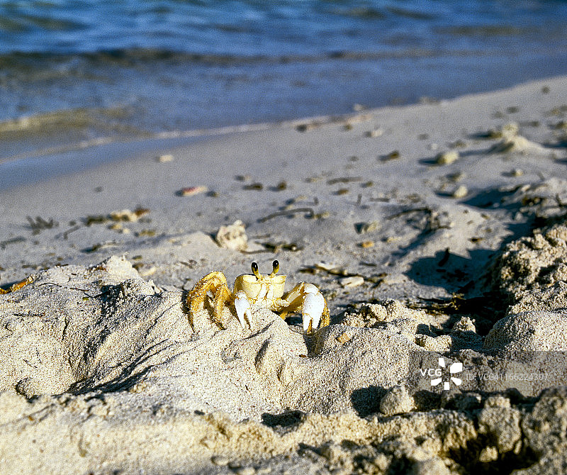 沙滩上的螃蟹图片素材