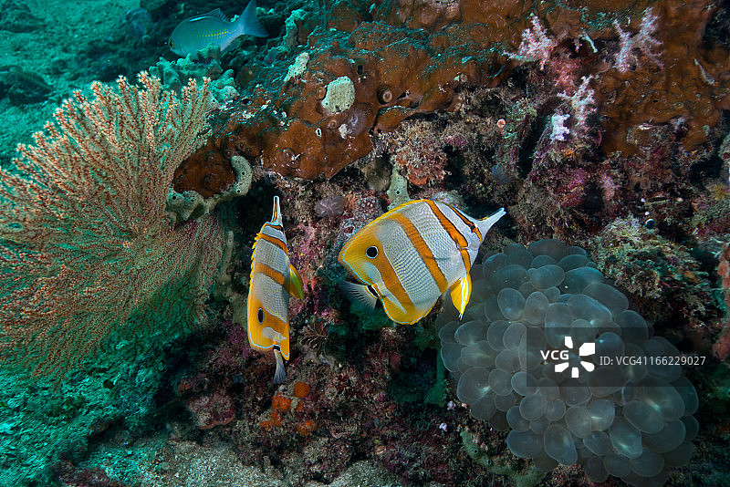 镊口鱼图片素材