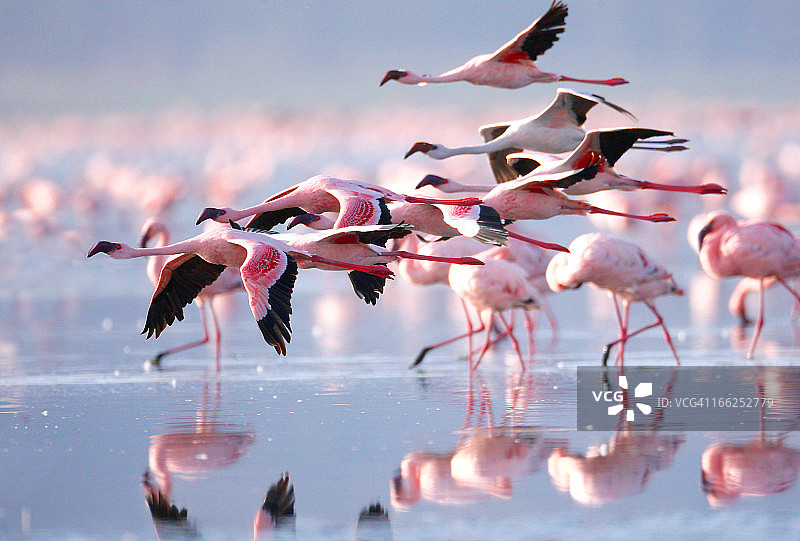 粉红色的火烈鸟图片素材