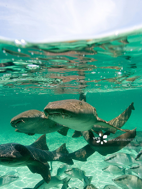 一群护士鲨图片素材