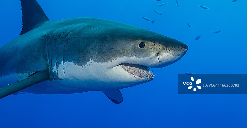 大白鲨图片素材