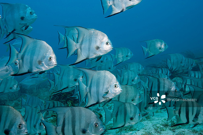 大西洋海鲂鱼群图片素材