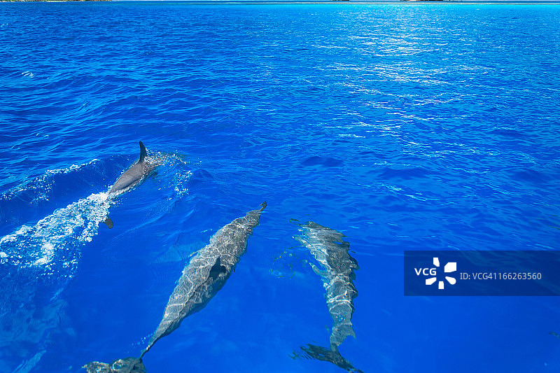 海豚在热带水域中畅游图片素材