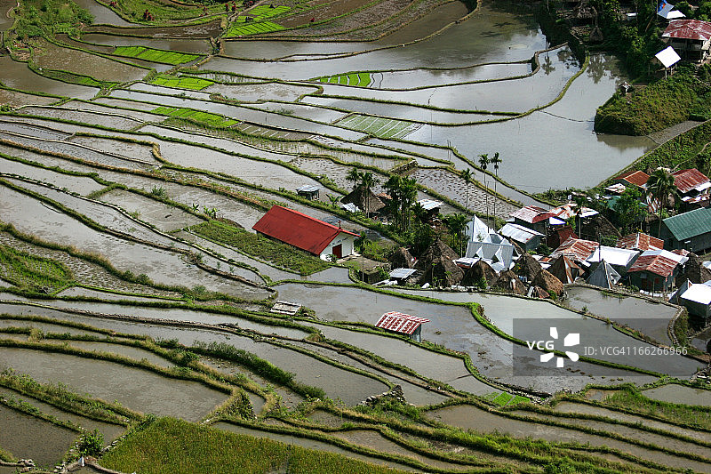 等待水稻生长图片素材