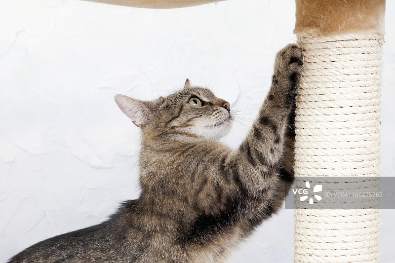 家猫在磨爪子，侧视图图片素材